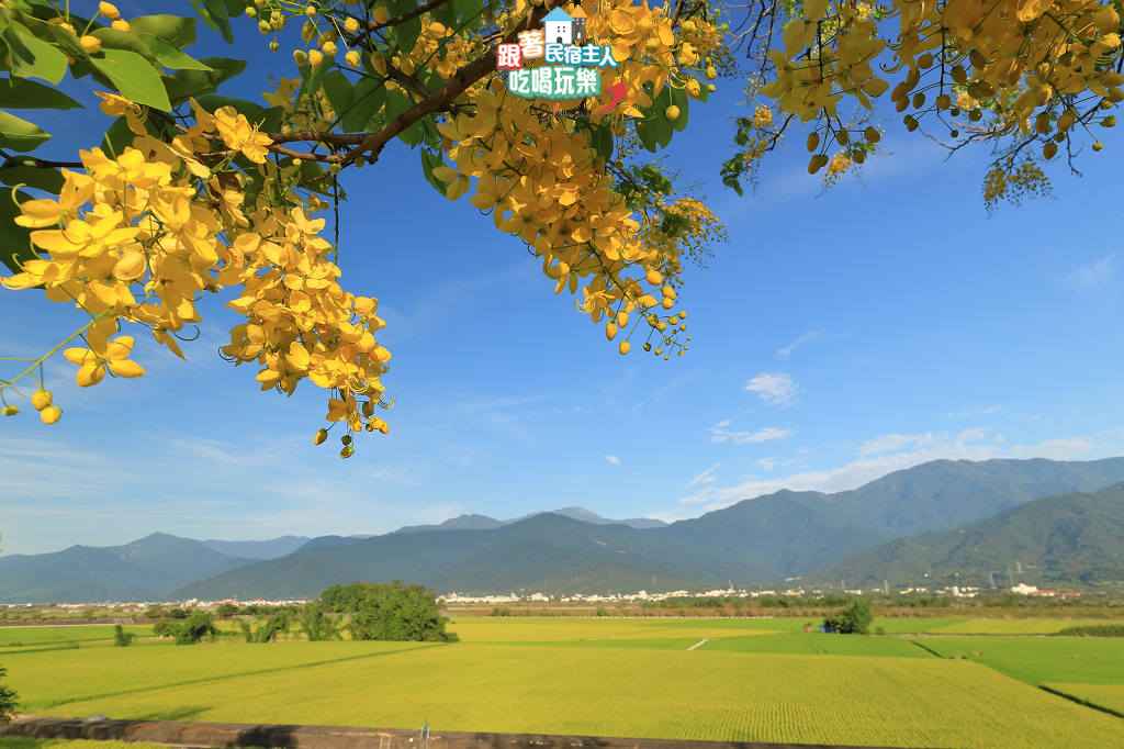 黃金阿勃勒-花東縱谷193縣道 26 nEO IMG IMG 7712
