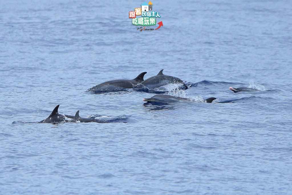 花蓮賞鯨-太平洋上體驗與海豚、鯨魚同行的樂趣